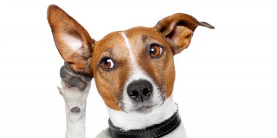 Ohlašovací povinnost k místnímu poplatku ze psů – formulář